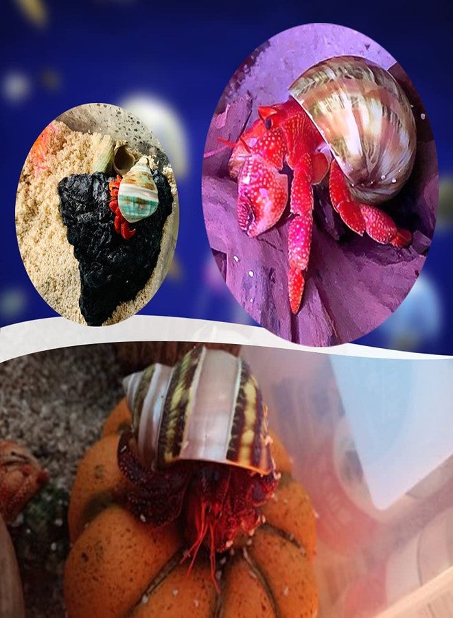 PPCLION Unstained Natural Hermit Crab Shells Pearl Turbo Seashell for Décor, 3 Kinds 6 PCS Size 1.5" - 2", Opening 0.8-1" Hermit Crab Supplies - Image 2
